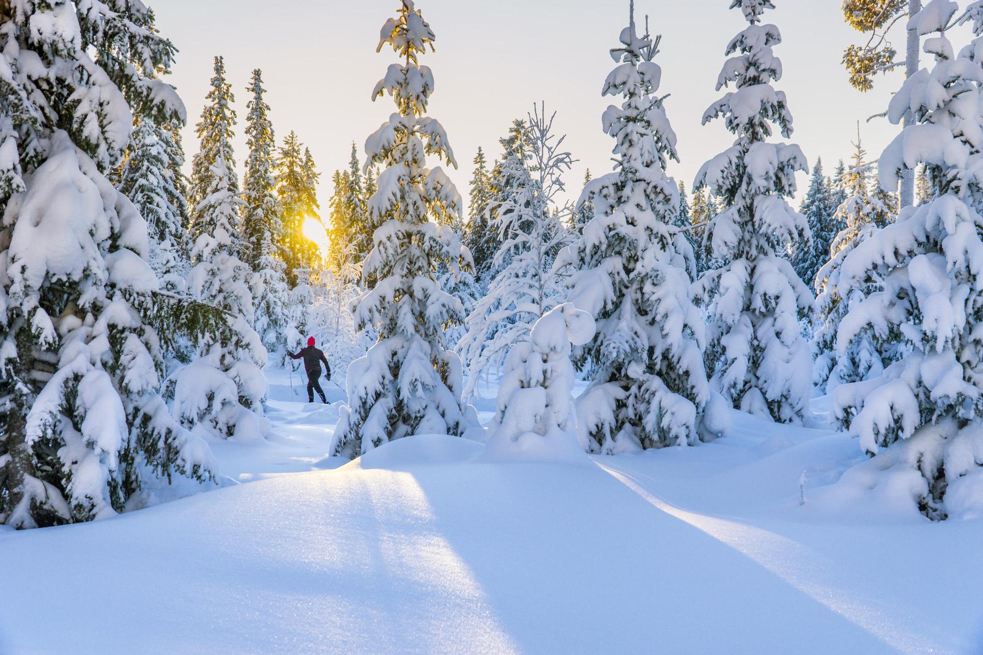 Een bos met besneeuwde sparren en dennenbomen. Een persoon is aan het langlaufen en de zon schijnt door de bomen.