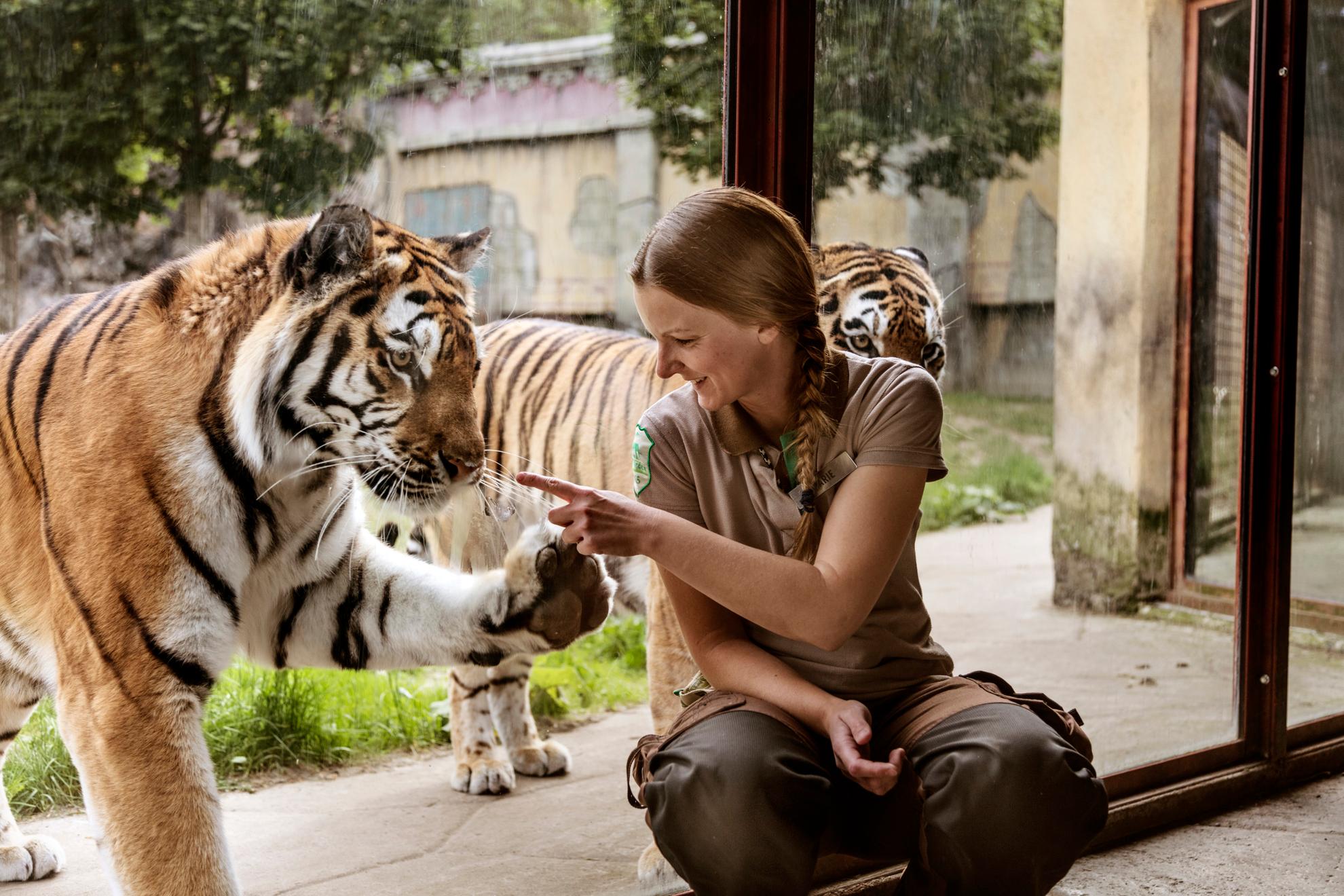 Vrouw zit buiten het tijgerverblijf terwijl een tijger zijn poot op het glazen raam legt.