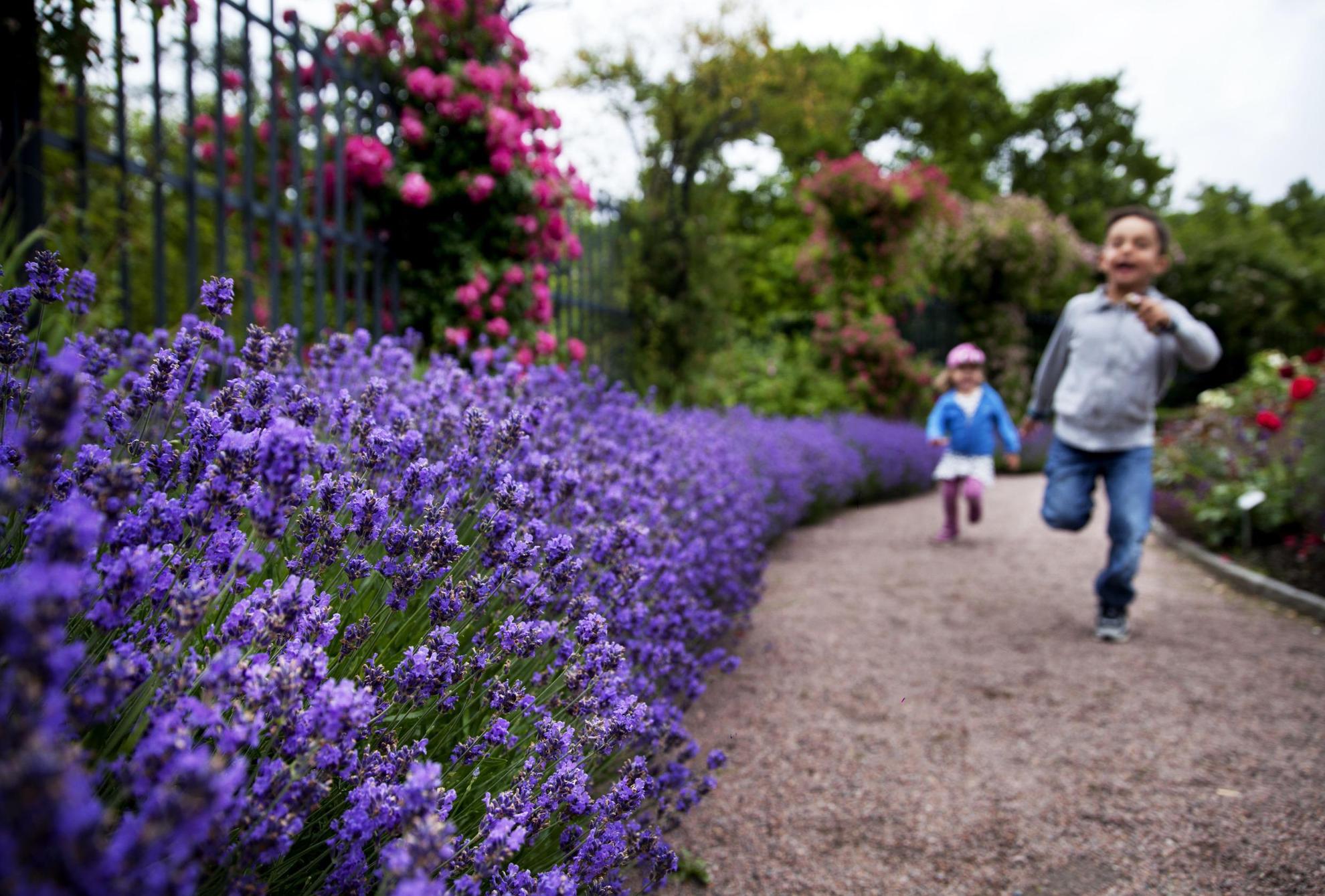 Een bloembed met lavendel langs een voetpad in een tuin. Twee kinderen rennen op het pad.