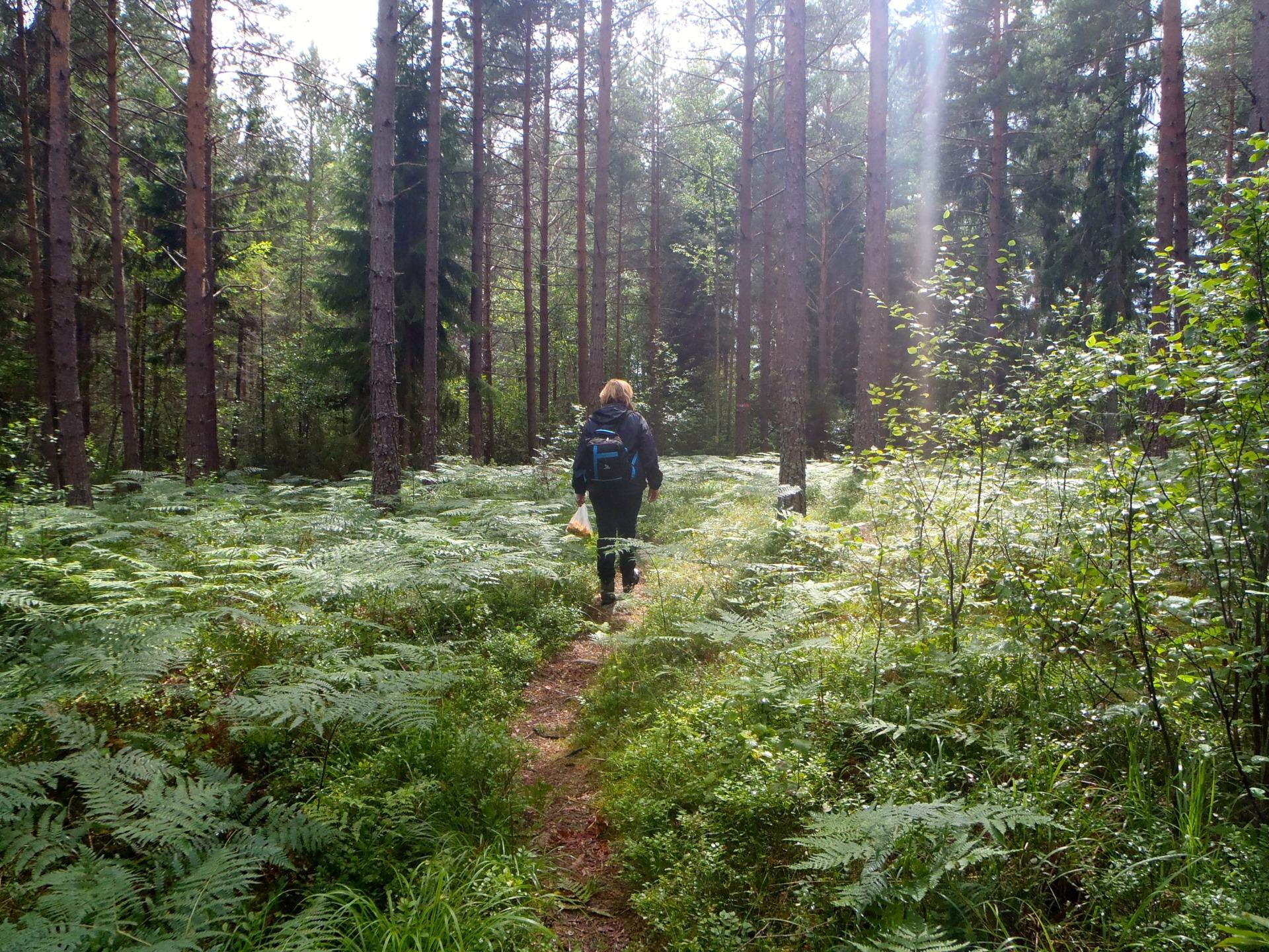 Een persoon met een rugzak loopt op een van de wandelpaden van Sörmlandsleden in een bos. De grond tussen het pad is gevuld met varens en de zon schijnt door de bomen.