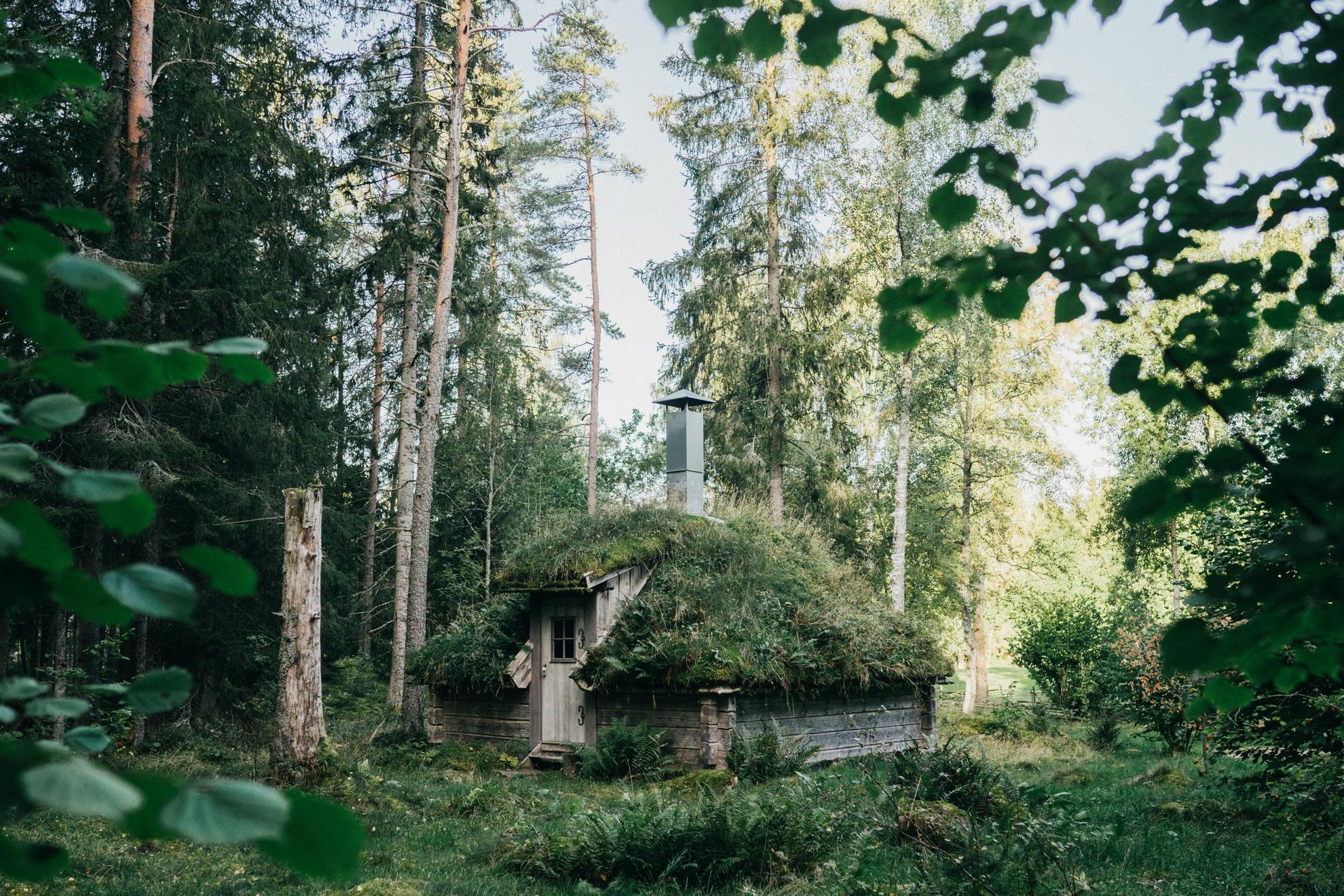 Een klein houten hutje in een bos in de zomer. Op het dak groeien mos en varens.