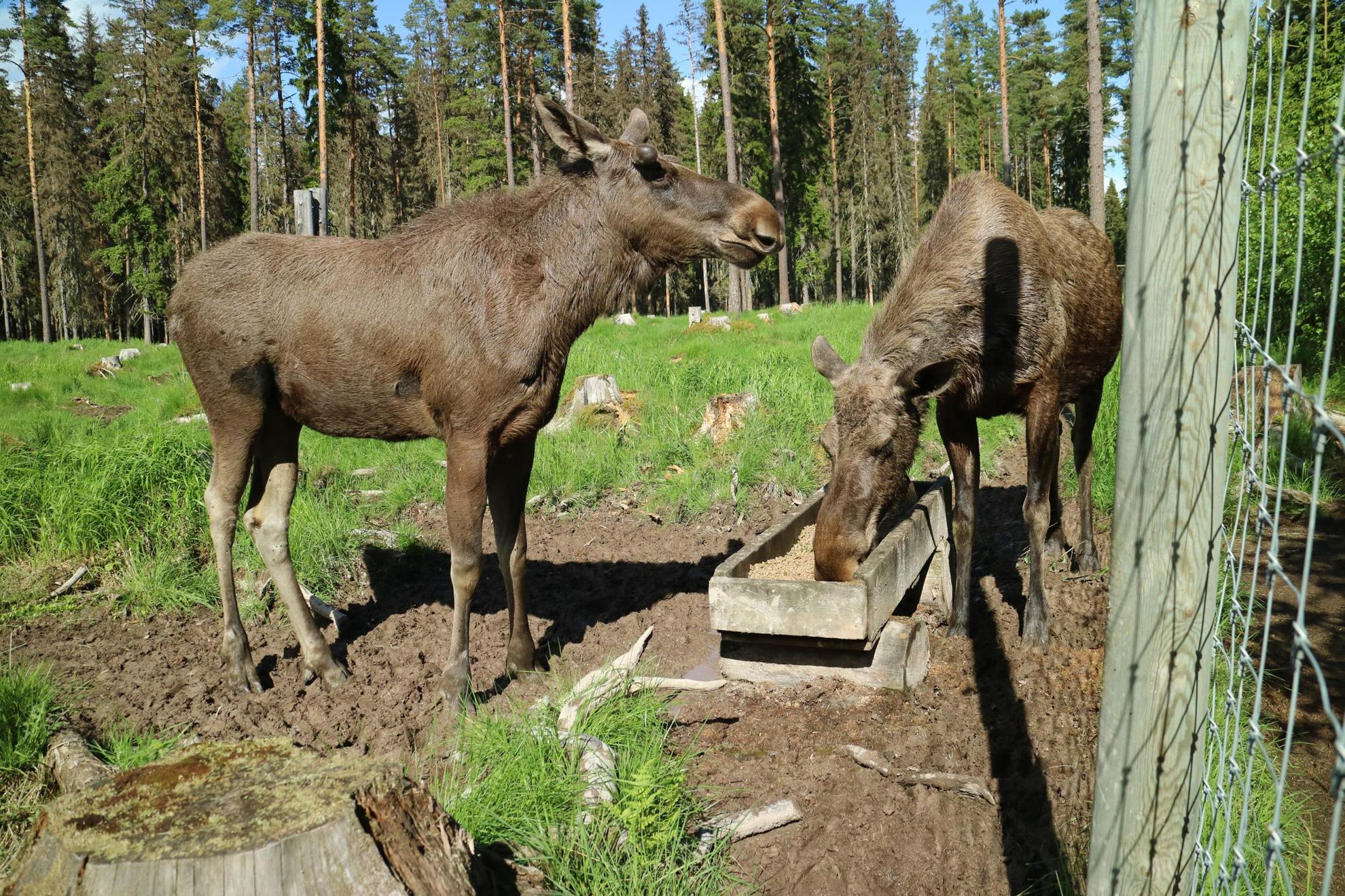 Moose at Värmlands Älgpark