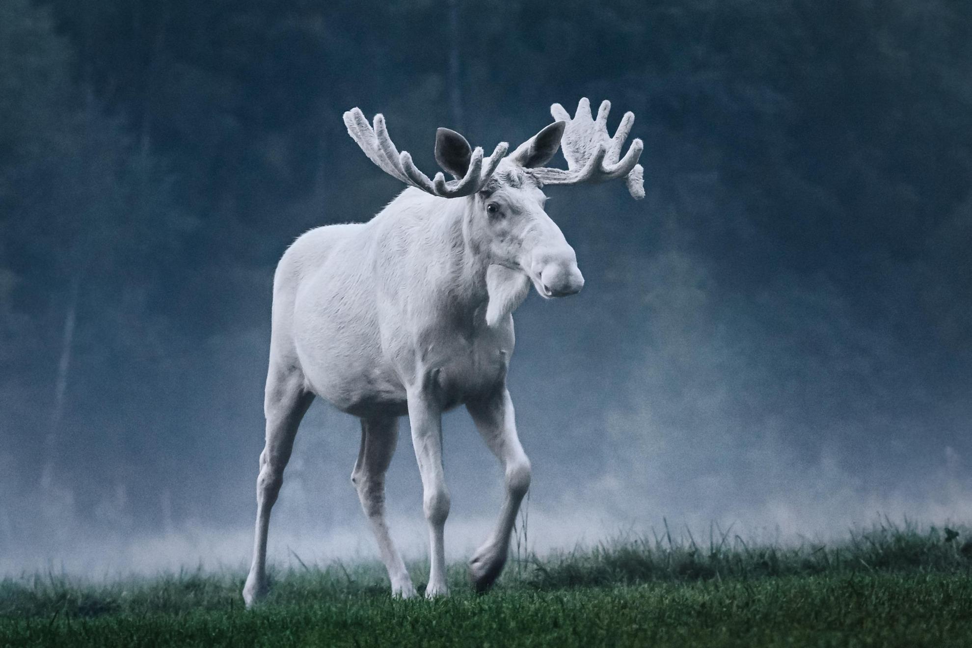 Een wit eland voor een donker, mistig bos.