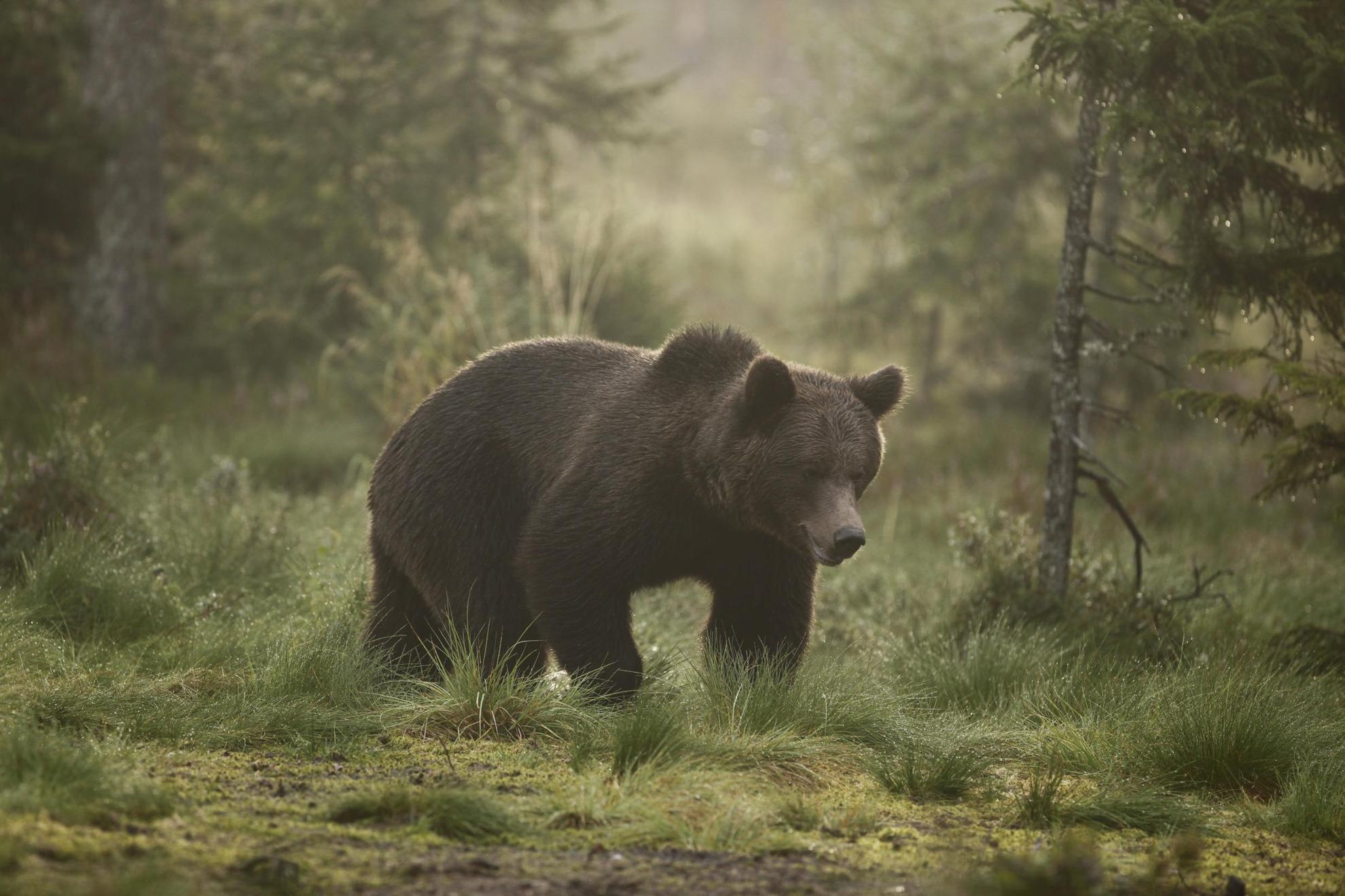Een bruine beer loopt door een mistig bos.