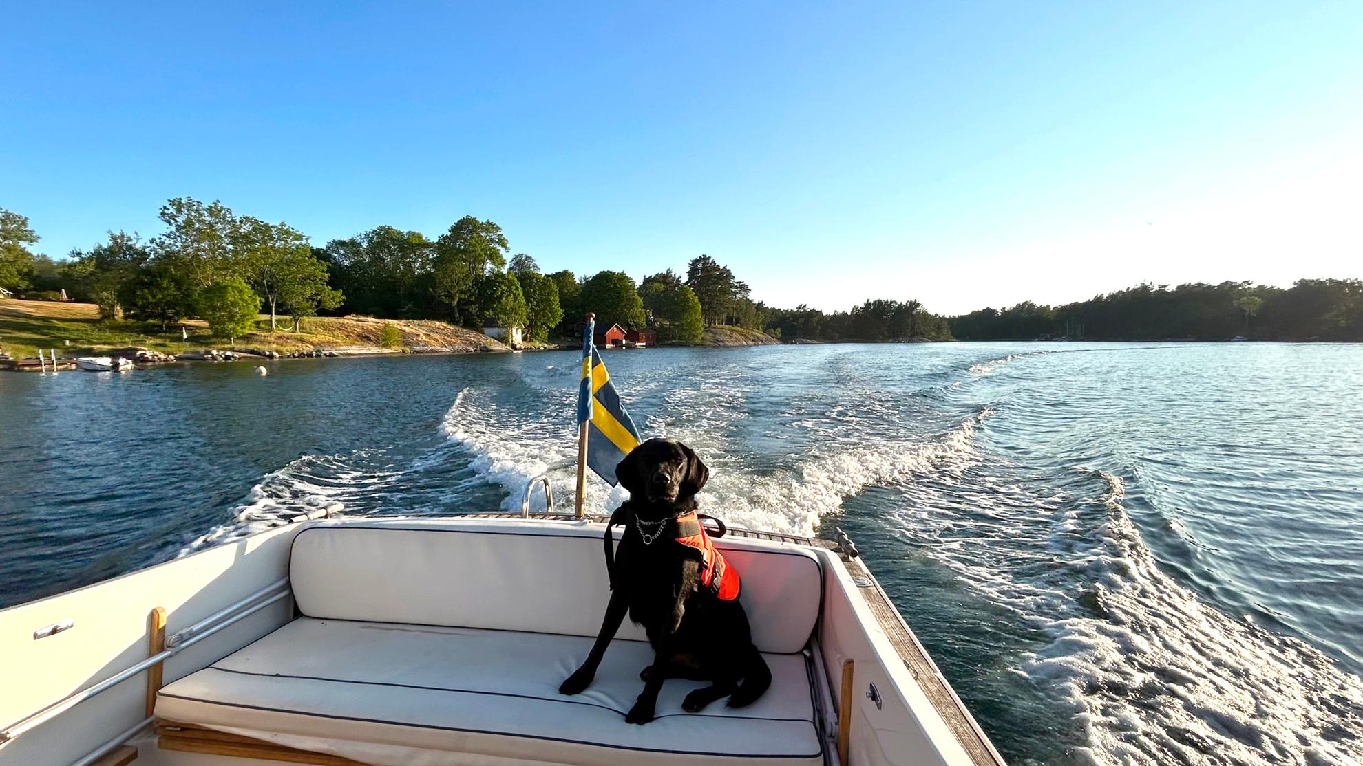 Een hond met een reddingsvest zit op een zonnige zomerdag achterin een boot.
