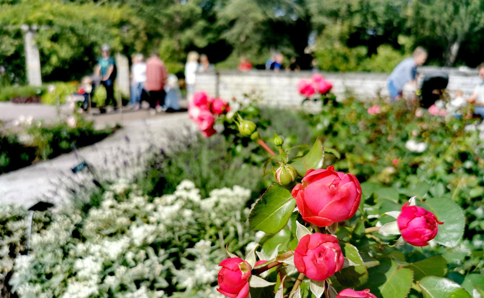 Een rozenbed in een botanische tuin. Op de achtergrond langs een wandelpad is er groen en sommige mensen worden wazig gezien.