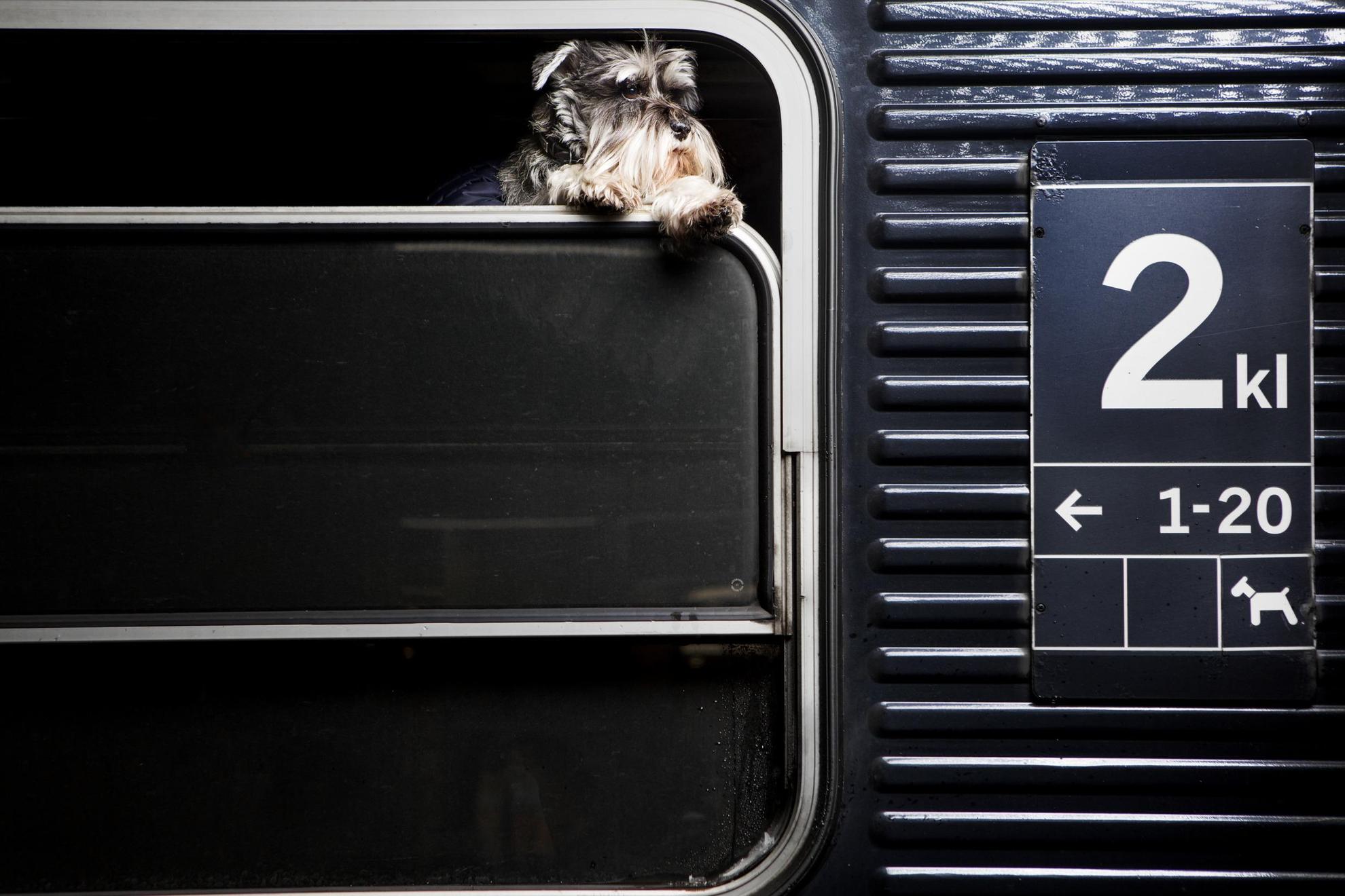 Een hond kijkt vanuit een trein door het raam naar buiten.