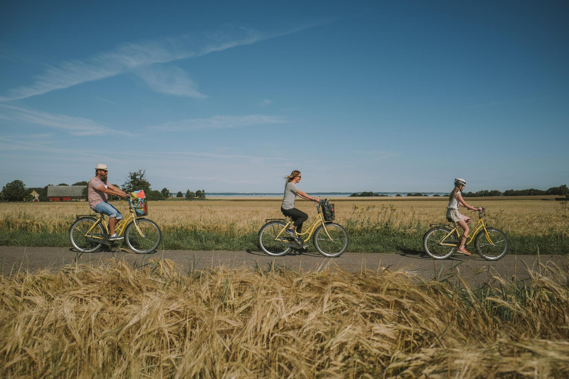Een gezin van drie rijdt op gele fietsen op een weg tussen tarwevelden.
